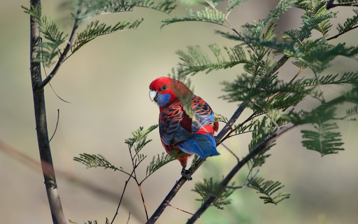 Parrot rowing tree from Chrome web store to be run with OffiDocs Chromium online Parrot rowing tree from Chrome web store to be run with OffiDocs Chromium online