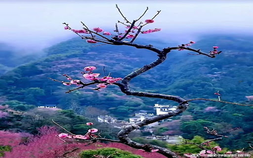 peach tree wallpaper from Chrome web store to be run with OffiDocs Chromium online peach tree wallpaper from Chrome web store to be run with OffiDocs Chromium online