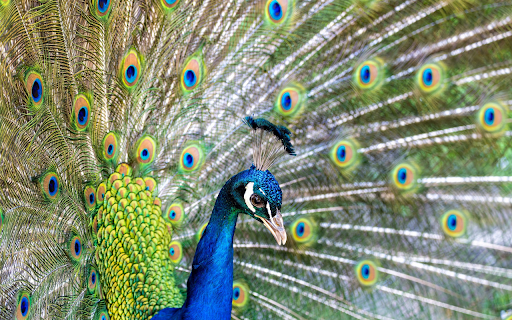 Peacock Spreading Wings from Chrome web store to be run with OffiDocs Chromium online Peacock Spreading Wings from Chrome web store to be run with OffiDocs Chromium online