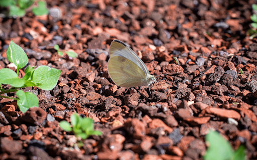 pebbles and white butterflies from Chrome web store to be run with OffiDocs Chromium online pebbles and white butterflies from Chrome web store to be run with OffiDocs Chromium online