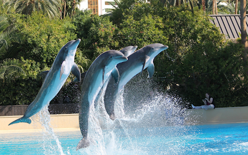 performing dolphins from Chrome web store to be run with OffiDocs Chromium online performing dolphins from Chrome web store to be run with OffiDocs Chromium online