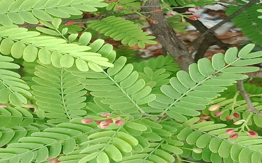 Phyllanthus urinaria wallpaper from Chrome web store to be run with OffiDocs Chromium online Phyllanthus urinaria wallpaper from Chrome web store to be run with OffiDocs Chromium online