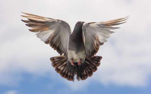 Pigeon from Chrome web store to be run with OffiDocs Chromium online Pigeon from Chrome web store to be run with OffiDocs Chromium online