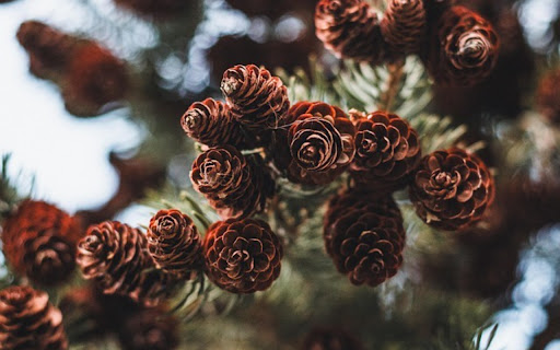 PINE CONE Theme from Chrome web store to be run with OffiDocs Chromium online PINE CONE Theme from Chrome web store to be run with OffiDocs Chromium online