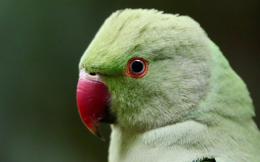 Pink billed Parrot from Chrome web store to be run with OffiDocs Chromium online Pink billed Parrot from Chrome web store to be run with OffiDocs Chromium online