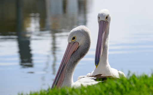 pink billed pelicans from Chrome web store to be run with OffiDocs Chromium online pink billed pelicans from Chrome web store to be run with OffiDocs Chromium online