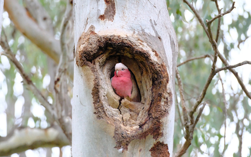 Pink bird in the tree trunk from Chrome web store to be run with OffiDocs Chromium online Pink bird in the tree trunk from Chrome web store to be run with OffiDocs Chromium online