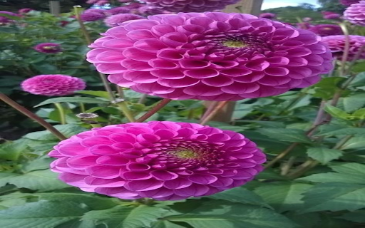 Pink Dahlia Wallpaper from Chrome web store to be run with OffiDocs Chromium online Pink Dahlia Wallpaper from Chrome web store to be run with OffiDocs Chromium online