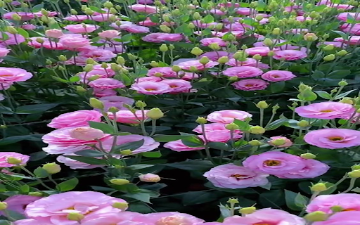 Pink Lisianthus wallpaper from Chrome web store to be run with OffiDocs Chromium online Pink Lisianthus wallpaper from Chrome web store to be run with OffiDocs Chromium online