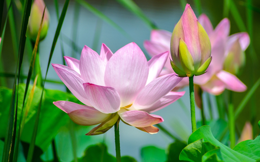 pink Lotus from Chrome web store to be run with OffiDocs Chromium online pink Lotus from Chrome web store to be run with OffiDocs Chromium online