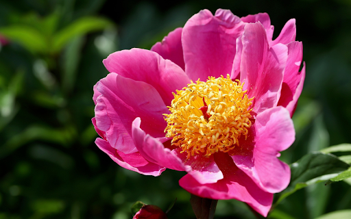 Pink Lotus Peony from Chrome web store to be run with OffiDocs Chromium online Pink Lotus Peony from Chrome web store to be run with OffiDocs Chromium online
