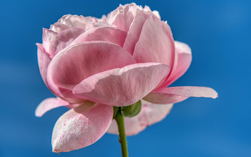 Pink rose from Chrome web store to be run with OffiDocs Chromium online Pink rose from Chrome web store to be run with OffiDocs Chromium online