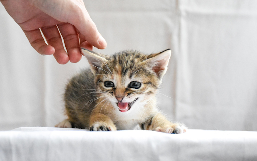 Playful Kitten Meow from Chrome web store to be run with OffiDocs Chromium online Playful Kitten Meow from Chrome web store to be run with OffiDocs Chromium online