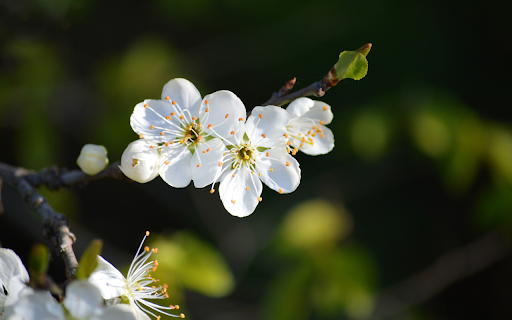 Plum blossom branch from Chrome web store to be run with OffiDocs Chromium online Plum blossom branch from Chrome web store to be run with OffiDocs Chromium online
