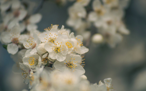 Plum blossoms bloom from Chrome web store to be run with OffiDocs Chromium online Plum blossoms bloom from Chrome web store to be run with OffiDocs Chromium online