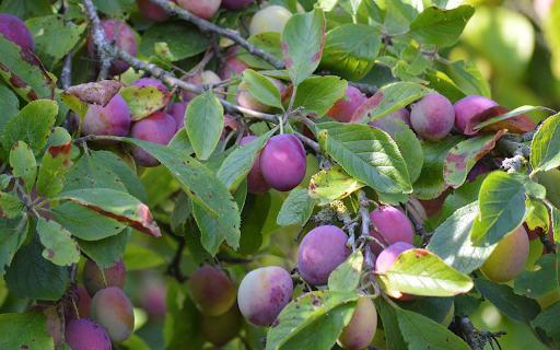 Plums are in good season from Chrome web store to be run with OffiDocs Chromium online Plums are in good season from Chrome web store to be run with OffiDocs Chromium online