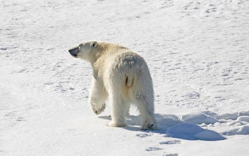 POLAR BEAR THEME from Chrome web store to be run with OffiDocs Chromium online POLAR BEAR THEME from Chrome web store to be run with OffiDocs Chromium online
