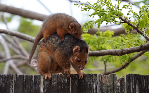 Possum from Chrome web store to be run with OffiDocs Chromium online Possum from Chrome web store to be run with OffiDocs Chromium online