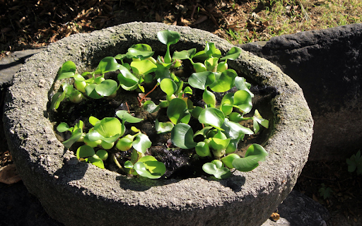 Potted water hyacinth plant from Chrome web store to be run with OffiDocs Chromium online Potted water hyacinth plant from Chrome web store to be run with OffiDocs Chromium online