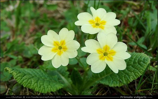 Primroses wallpapers from Chrome web store to be run with OffiDocs Chromium online Primroses wallpapers from Chrome web store to be run with OffiDocs Chromium online