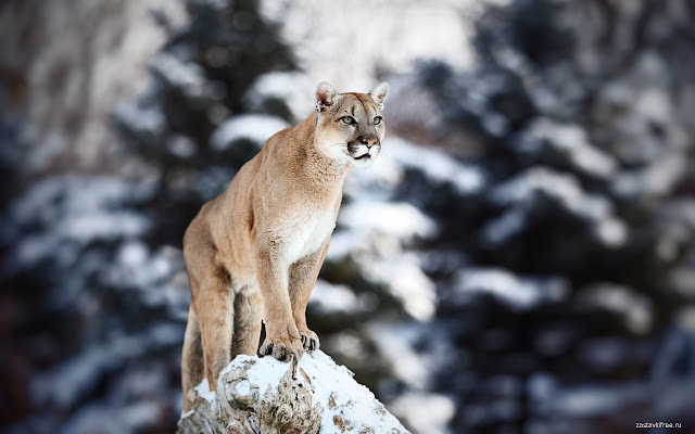 Puma from Chrome web store to be run with OffiDocs Chromium online Puma from Chrome web store to be run with OffiDocs Chromium online