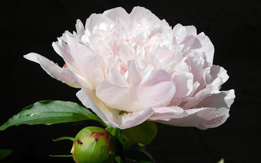 Pure white flowers from Chrome web store to be run with OffiDocs Chromium online Pure white flowers from Chrome web store to be run with OffiDocs Chromium online