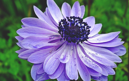 Purple Blue Flower from Chrome web store to be run with OffiDocs Chromium online Purple Blue Flower from Chrome web store to be run with OffiDocs Chromium online