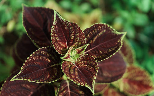 purple brown leaf tree from Chrome web store to be run with OffiDocs Chromium online purple brown leaf tree from Chrome web store to be run with OffiDocs Chromium online