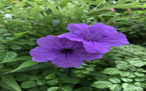 Purple evening flower wallpaper from Chrome web store to be run with OffiDocs Chromium online Purple evening flower wallpaper from Chrome web store to be run with OffiDocs Chromium online