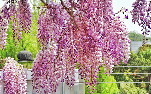 Purple flower bunch from Chrome web store to be run with OffiDocs Chromium online Purple flower bunch from Chrome web store to be run with OffiDocs Chromium online
