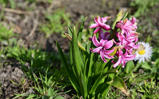Purple Flower Cluster from Chrome web store to be run with OffiDocs Chromium online Purple Flower Cluster from Chrome web store to be run with OffiDocs Chromium online