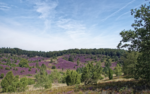 Purple flower hill from Chrome web store to be run with OffiDocs Chromium online Purple flower hill from Chrome web store to be run with OffiDocs Chromium online
