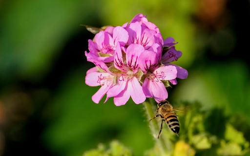 Purple Flowers and Bees from Chrome web store to be run with OffiDocs Chromium online Purple Flowers and Bees from Chrome web store to be run with OffiDocs Chromium online