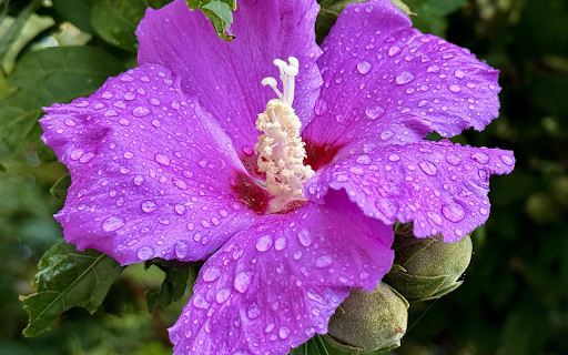 Purple flowers and rainwater from Chrome web store to be run with OffiDocs Chromium online Purple flowers and rainwater from Chrome web store to be run with OffiDocs Chromium online