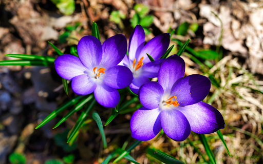 Purple Flowers with Yellow Stamens from Chrome web store to be run with OffiDocs Chromium online Purple Flowers with Yellow Stamens from Chrome web store to be run with OffiDocs Chromium online
