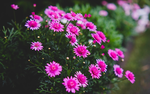 Purple flower with purple pistil from Chrome web store to be run with OffiDocs Chromium online Purple flower with purple pistil from Chrome web store to be run with OffiDocs Chromium online