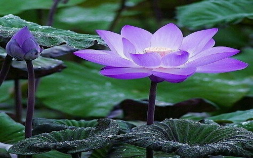 Purple lotus wallpaper from Chrome web store to be run with OffiDocs Chromium online Purple lotus wallpaper from Chrome web store to be run with OffiDocs Chromium online