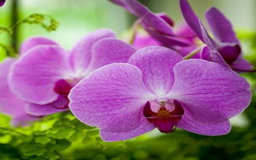 Purple Phalaenopsis Orchid Wallpaper from Chrome web store to be run with OffiDocs Chromium online Purple Phalaenopsis Orchid Wallpaper from Chrome web store to be run with OffiDocs Chromium online