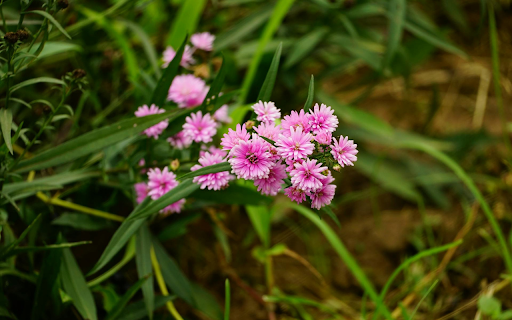 Purple Pink Forget Me Not from Chrome web store to be run with OffiDocs Chromium online Purple Pink Forget Me Not from Chrome web store to be run with OffiDocs Chromium online