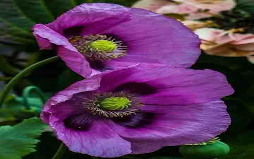 Purple Poppy Wallpaper from Chrome web store to be run with OffiDocs Chromium online Purple Poppy Wallpaper from Chrome web store to be run with OffiDocs Chromium online