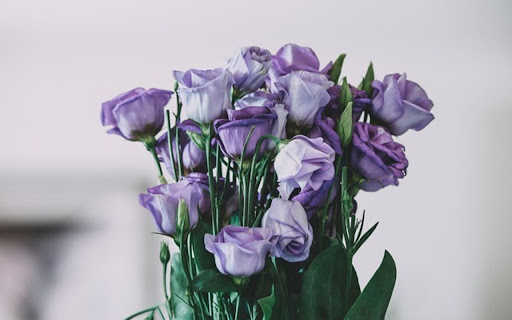 PURPLE ROSE Theme from Chrome web store to be run with OffiDocs Chromium online PURPLE ROSE Theme from Chrome web store to be run with OffiDocs Chromium online