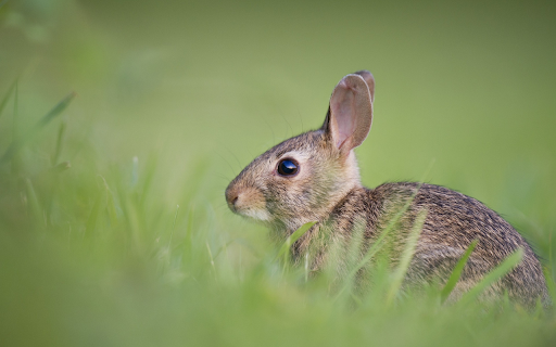 Rabbit from Chrome web store to be run with OffiDocs Chromium online Rabbit from Chrome web store to be run with OffiDocs Chromium online