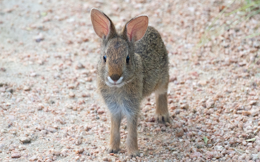 Rabbit with pricked ears from Chrome web store to be run with OffiDocs Chromium online Rabbit with pricked ears from Chrome web store to be run with OffiDocs Chromium online