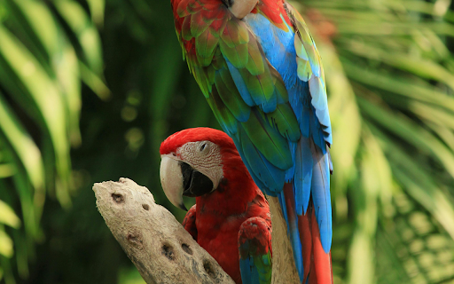 Red and Green Macaws from Chrome web store to be run with OffiDocs Chromium online Red and Green Macaws from Chrome web store to be run with OffiDocs Chromium online
