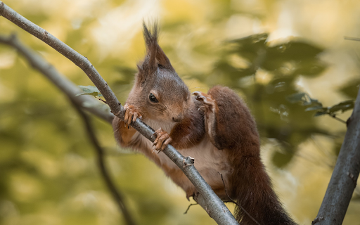Red brown squirrel with sharp claws from Chrome web store to be run with OffiDocs Chromium online Red brown squirrel with sharp claws from Chrome web store to be run with OffiDocs Chromium online