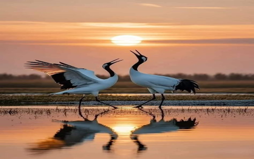 Red crowned crane wallpaper from Chrome web store to be run with OffiDocs Chromium online Red crowned crane wallpaper from Chrome web store to be run with OffiDocs Chromium online