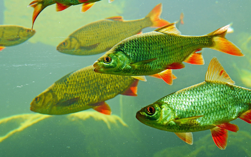 Red fin fish from Chrome web store to be run with OffiDocs Chromium online Red fin fish from Chrome web store to be run with OffiDocs Chromium online