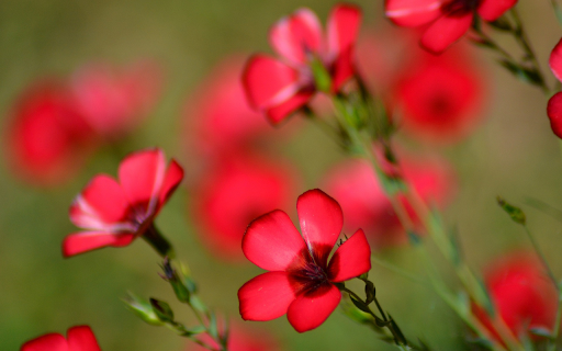 Red Five Petal Flower from Chrome web store to be run with OffiDocs Chromium online Red Five Petal Flower from Chrome web store to be run with OffiDocs Chromium online