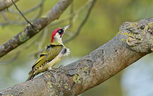 Red headed bird from Chrome web store to be run with OffiDocs Chromium online Red headed bird from Chrome web store to be run with OffiDocs Chromium online