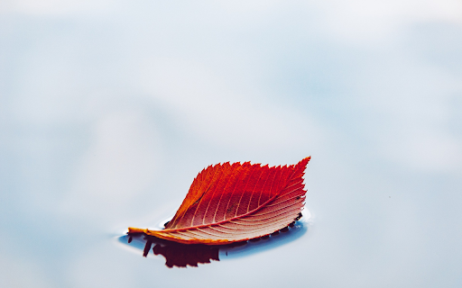 Red leaf on the water from Chrome web store to be run with OffiDocs Chromium online Red leaf on the water from Chrome web store to be run with OffiDocs Chromium online